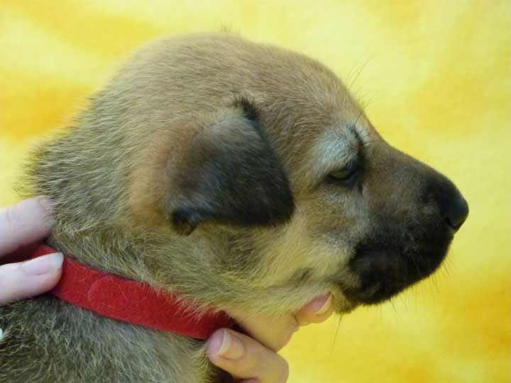 chinook puppy